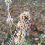IMG_20201124_105713937
